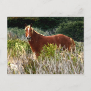 Wild Pferd Staredown Postkarte