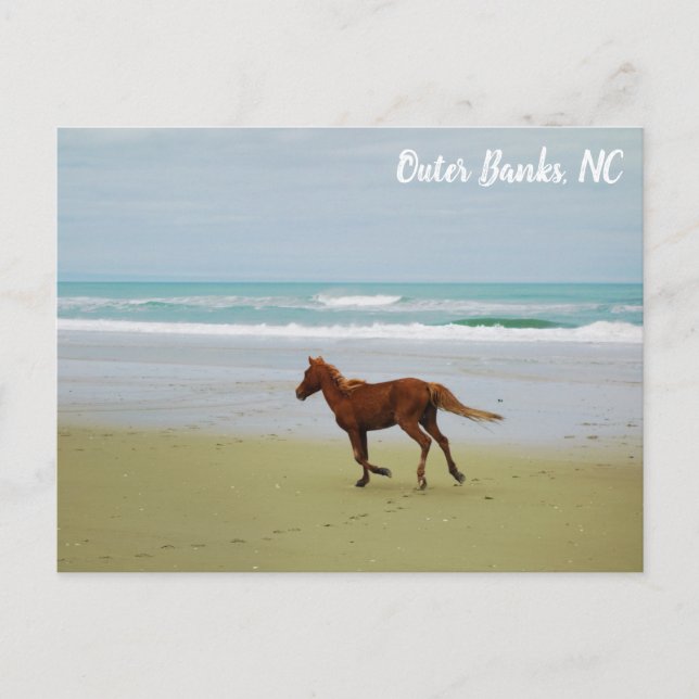 Wild Pferde Außenbanken OBX NC Postkarte (Vorderseite)
