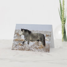 WILD PFERDE VON UTAH IN SCHNEE Grußkarte