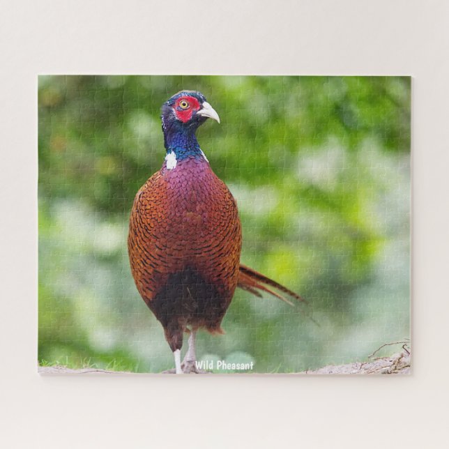 Wild Pheasant (Horizontal)