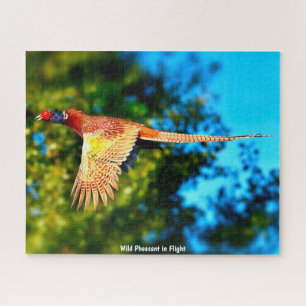 Wild Pheasant