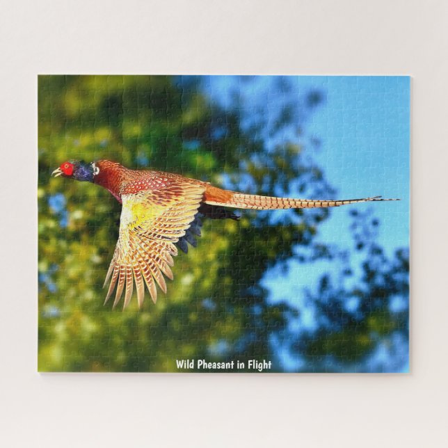 Wild Pheasant (Horizontal)