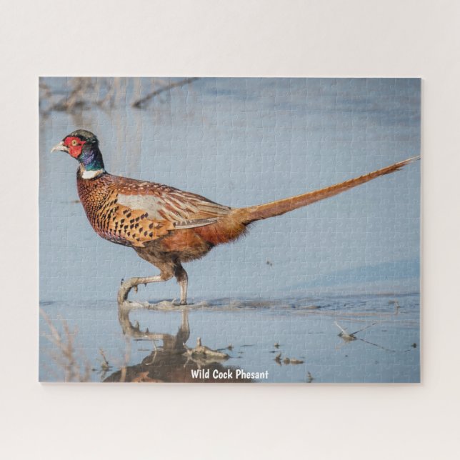 Wild Phesant (Horizontal)