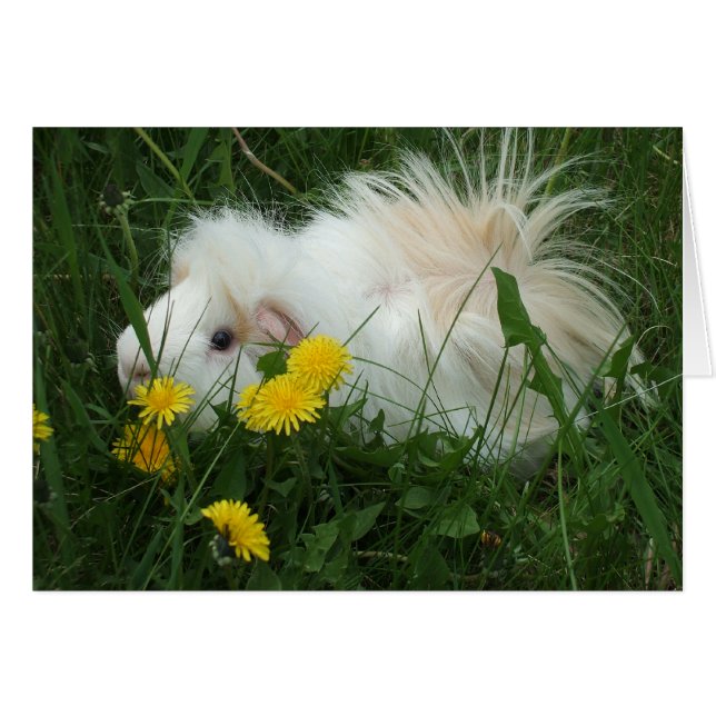 Wild Pig (Vorderseite (Horizontal))