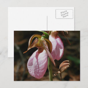 Wild Pink Lady Slipper Blume Postkarte