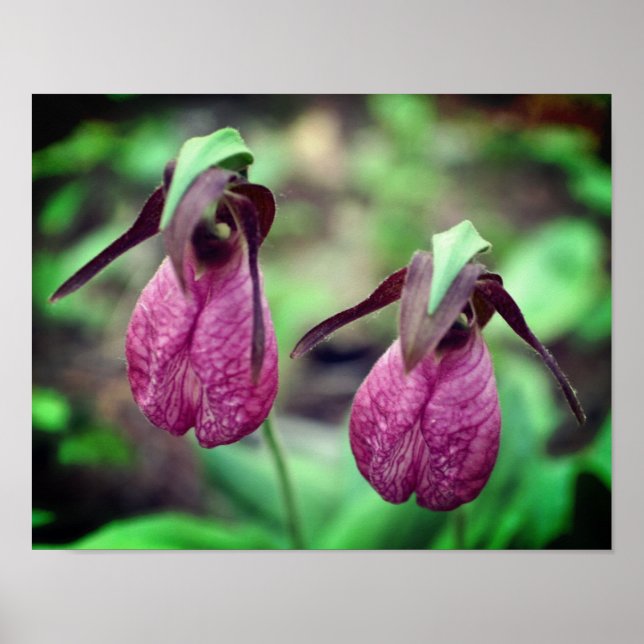 Wild Pink Lady Slipper Orchid Blume Paar 2 Poster (Vorne)
