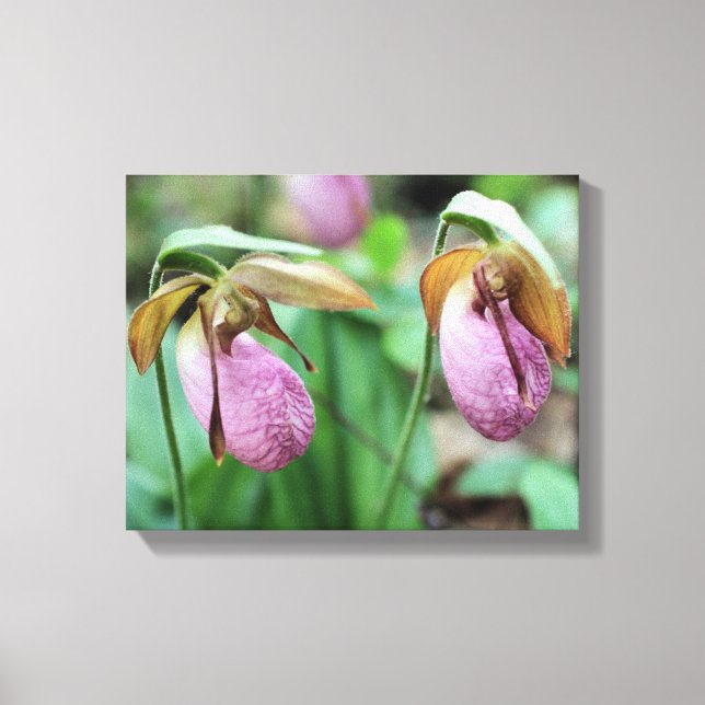 Wild Pink Lady Slipper Orchid Pair Leinwanddruck (Vorderseite)