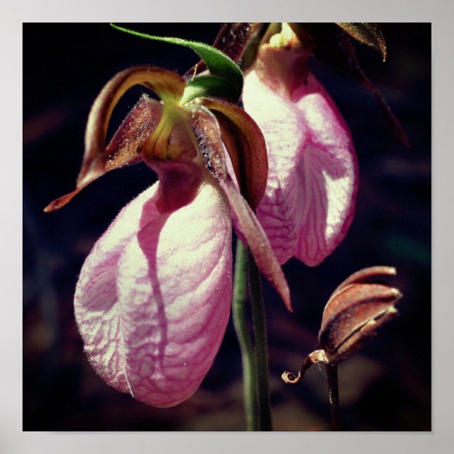 Wild Pink Lady Slipper Orchid Pair Nah Poster (Vorne)