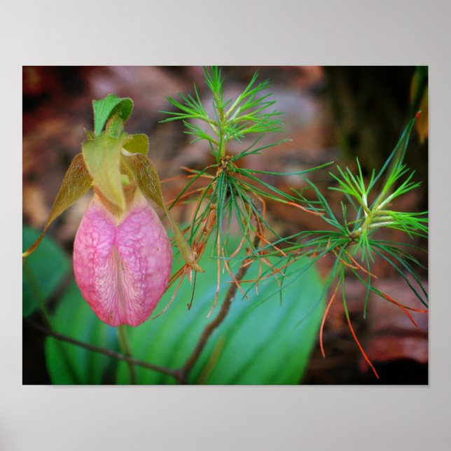 Wild-Pink-Lady Slipper Orchid und Evergreens Poster (Vorne)