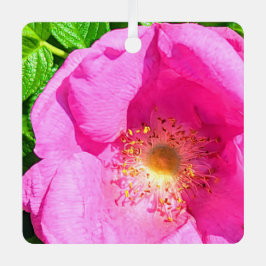 Wild Pink Rose Foto Vertrauen in die Lord Bible Ve Ornament Aus Metall