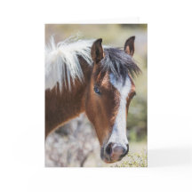 Wild Pinto Filly