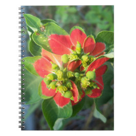 Wild Poinsettia Notizblock