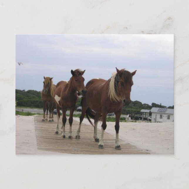 Wild Ponies Postkarte (Vorderseite)