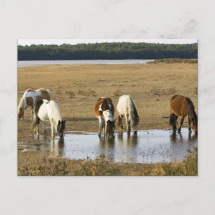 Wild Pony Postkarte