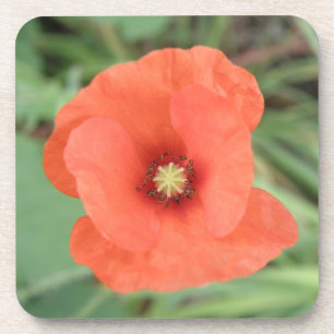 Wild Poppy Blume Cork Untersetzer