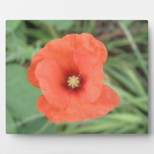 Wild Poppy Blume Plaque Fotoplatte