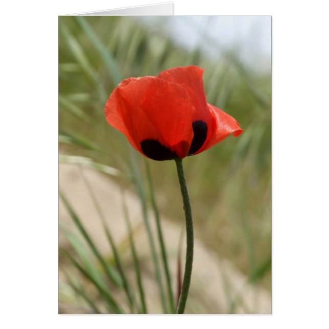 Wild Poppy Card (Vorne)