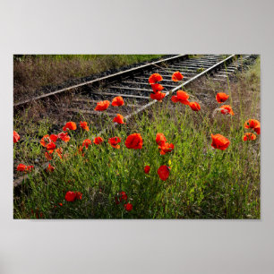 Wild poppy poster