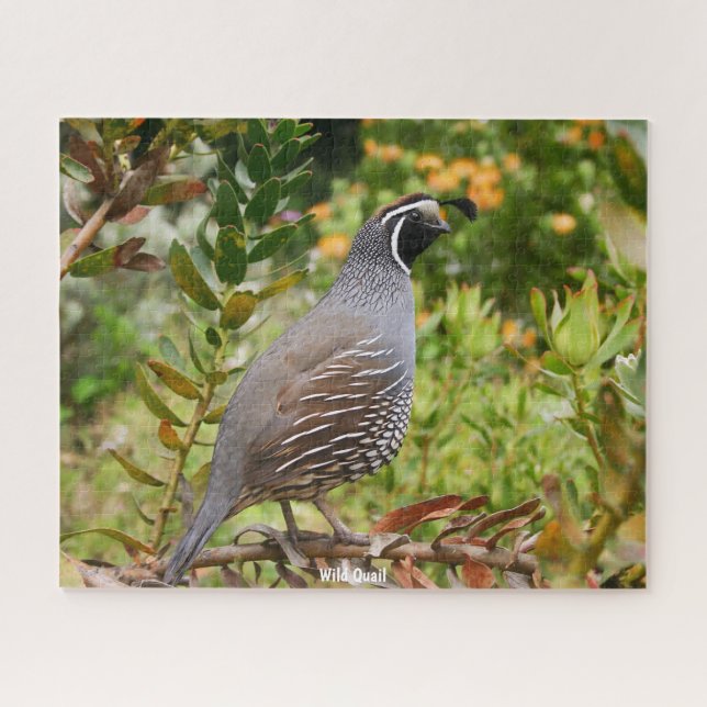 Wild Quail (Horizontal)