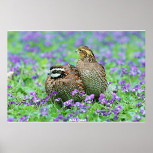 Wild Quail Poster