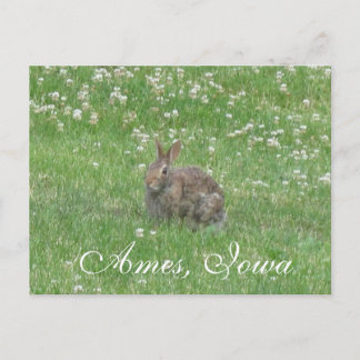 Wild Rabbit Ames, Iowa Postcard Postkarte