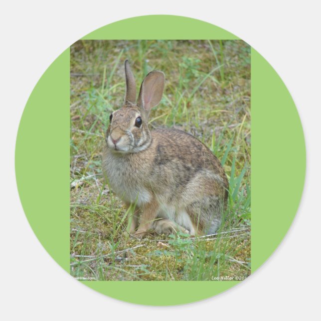 Wild-Rabbit-Cottontail Apparel and Gifts Runder Aufkleber (Vorderseite)