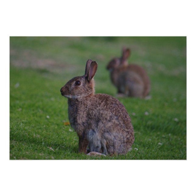 Wild Rabbit Fotodruck (Vorne)