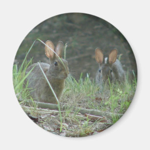 Wild Rabbits Östliches Baumwollschwanzkaninchen Pa Magnet