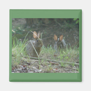 Wild Rabbits Östliches Baumwollschwanzkaninchen Pa Magnet