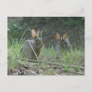 Wild Rabbits Östliches Baumwollschwanzkaninchen Pa Postkarte
