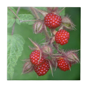 Wild Raspberry Tile Fliese