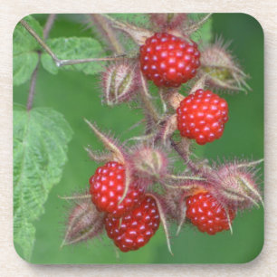 Wild Raspberry Untersetzer