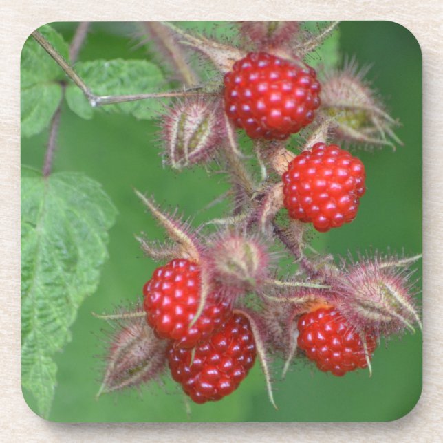 Wild Raspberry Untersetzer (Vorderseite)