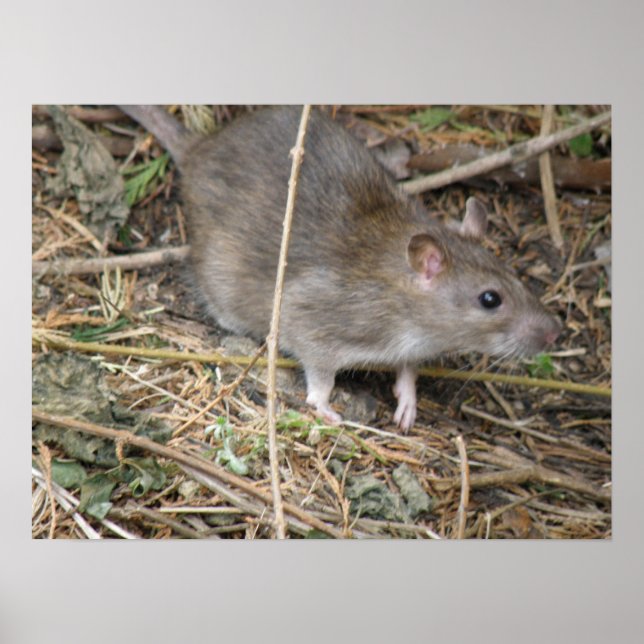 Wild Rat Field Trip Print Poster (Vorne)