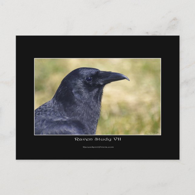 Wild Raven Foto Portrait Postkarte (Vorderseite)