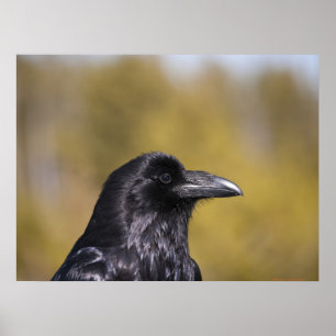 Wild Raven Portrait - Fine Art Print Poster