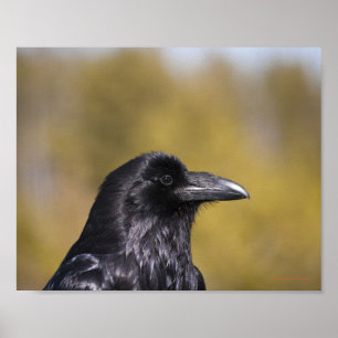 Wild Raven Portrait - Fine Art Print Poster