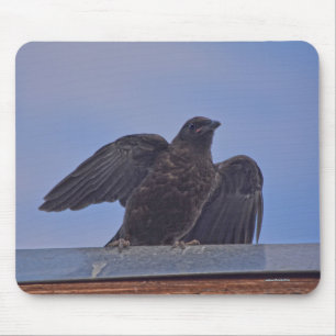 Wild Raven und Roof Wildlife Foto Gift Mousepad