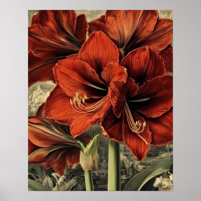 wild red amaryllis flowers poster (Vorne)