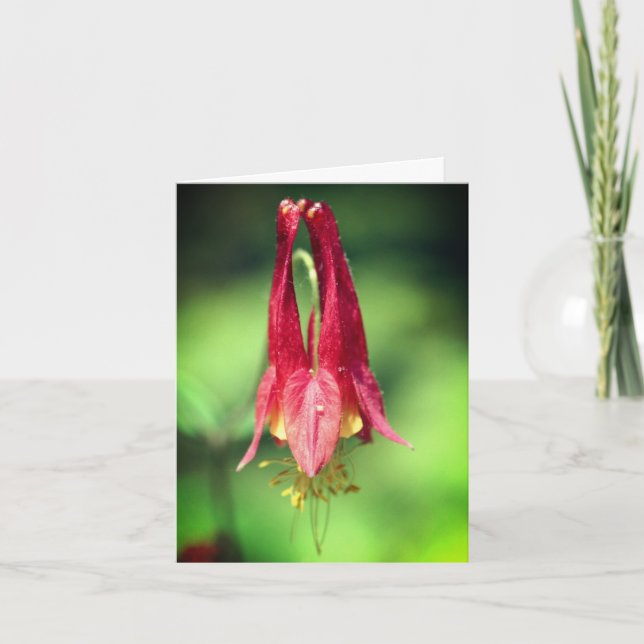 Wild Red Columbine Flower Photography  (Vorderseite)