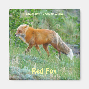 Wild Red Fox animal faune aimant amusant