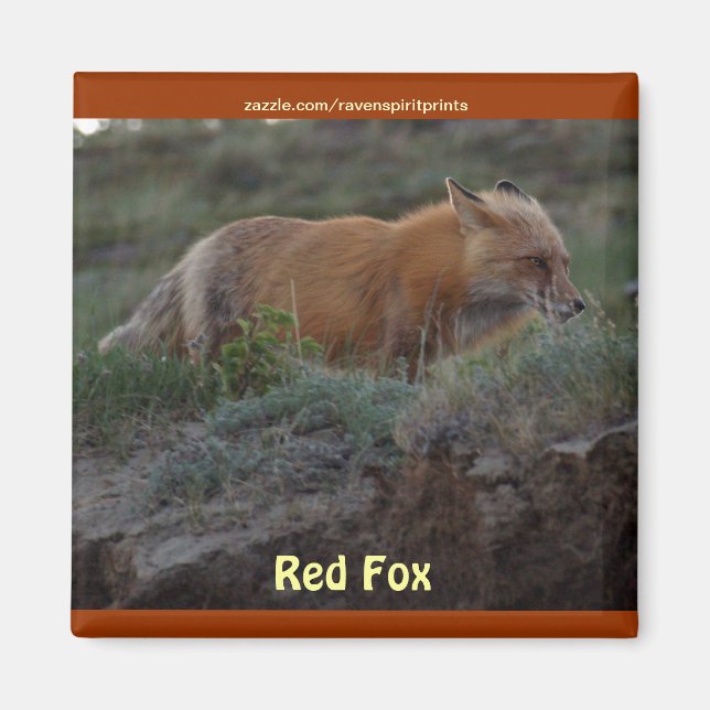 Wild Red Fox animal faune aimant amusant (Devant)