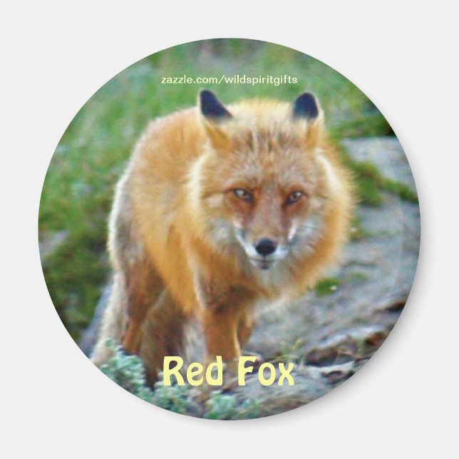 Wild Red Fox Vixen Wildlife Art Magnet (Devant)