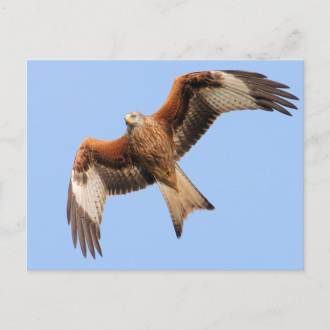 Wild Red Kites Postkarte (Vorderseite)