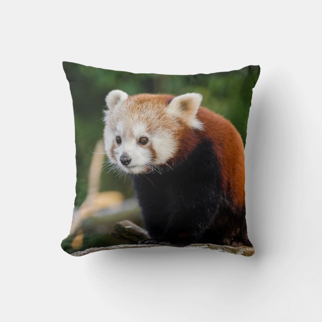 Wild Red Panda Niedliches Foto Kissen (Vorderseite)