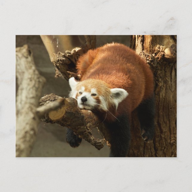 Wild Red Panda Sleeping Foto Postkarte (Vorderseite)