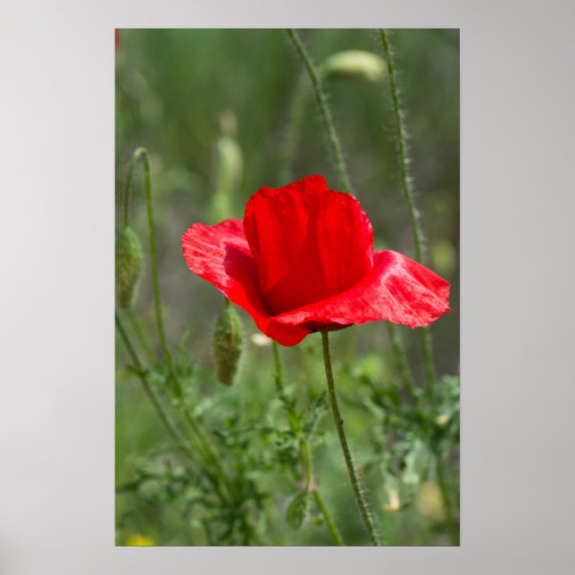Wild red poppy flower poster (Vorne)