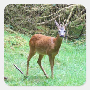 Wild Reh Hirsch – Elegantes Waldtier Quadratischer Aufkleber