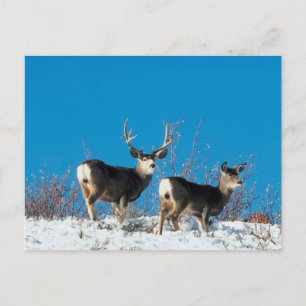 Wild Reindeer Postkarte