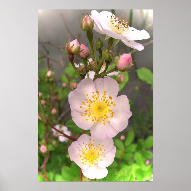 Wild rosa Rose Blume Poster (Vorne)